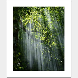 Deep forest with green leaves Posters and Art